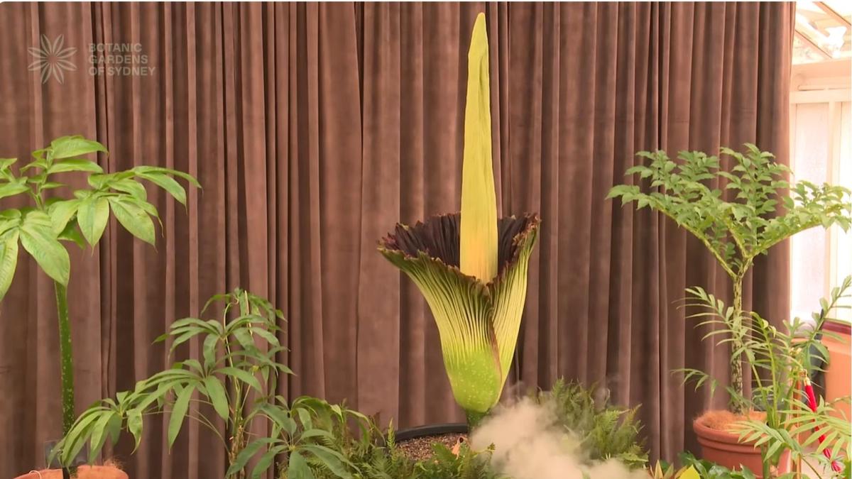 Putricia Sydney’s blooming corpse flower draws thousands of fans to bow down to the ‘stink