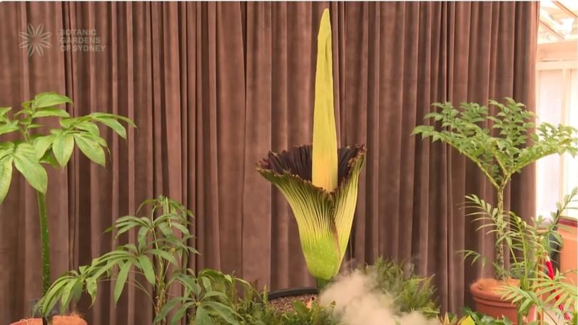 Putricia the corpse flower has captured the frenzied attention of Sydneysiders and the world as she blooms in a once-in-a-generation event.