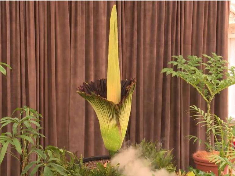 Putricia the corpse flower has captured the frenzied attention of Sydneysiders and the world as she blooms in a once-in-a-generation event.