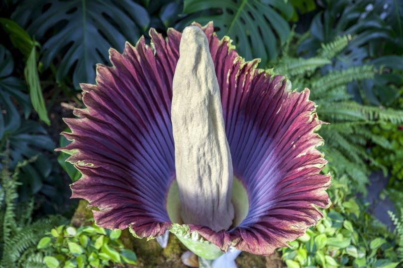 An earlier Putricia bloomed at Frederik Meijer Gardens and Sculpture Park in Grand Rapids, Michigan in 2018.