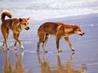 Two people have been bitten by dingoes in separate incidents on K'gari, formerly Fraser Island. (HANDOUT/QUEENSLAND GOVERNMENT ? DEPARTMENT OF ENVIRONMENT AND SCIENCE)