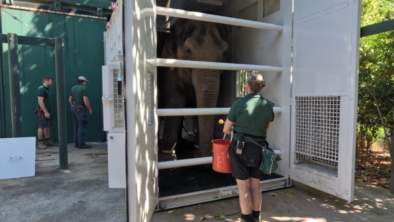 Permai has packed her trunk and is en route to Monarto Safari Park in South Australia.