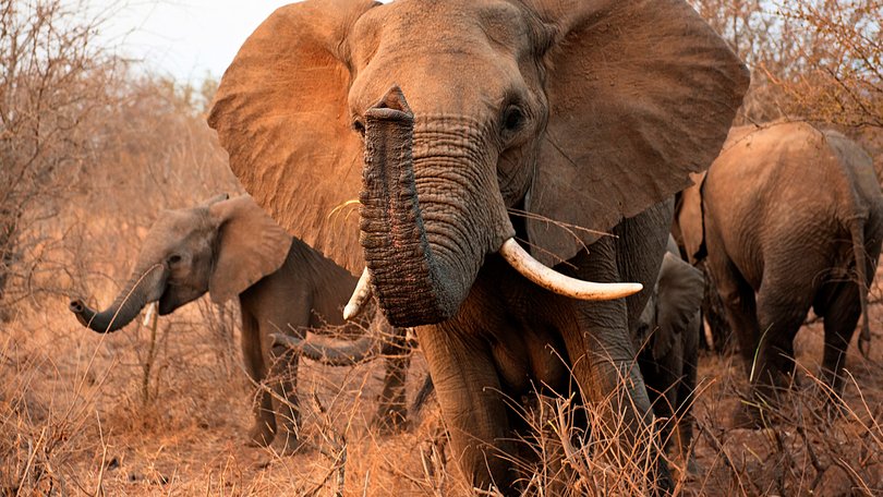 Elephant in Kruger National Park (stock photo)