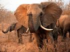 Elephant in Kruger National Park (stock photo)