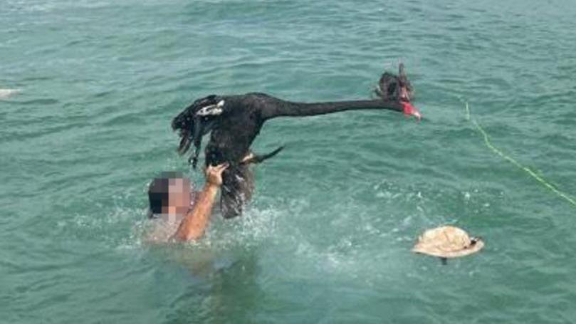 Wildlife advocates have slammed the ‘disgusting’ actions of a Mandurah man after he dragged a Black Swan out of the water by its feet over the Australia Day long weekend. Unknown