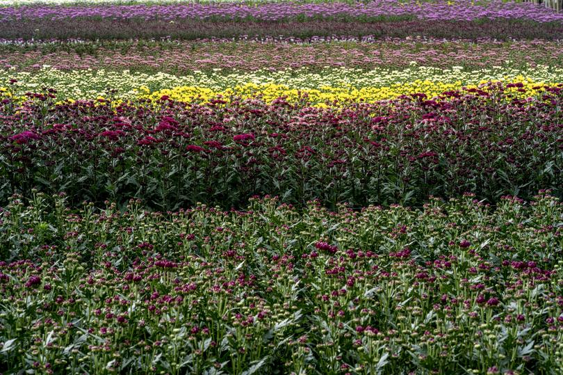 A commercial flower field in La Union, Colombia, Jan. 27, 2025. Colombia is a major exporter of flowers to the United States. 