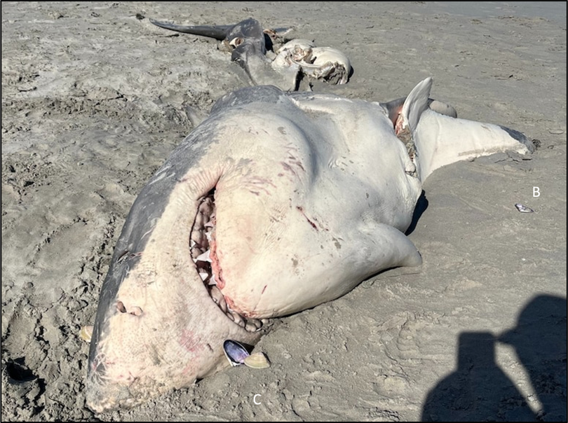 The shark washed up on a Victorian beach in October, 2023.