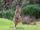 A man has been attacked by a kangaroo in Queensland. (Image shows a different kangaroo)