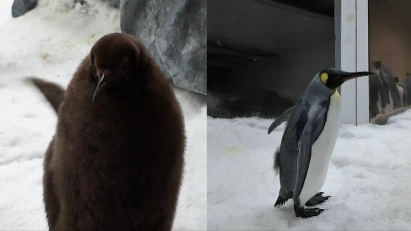 Pesto went viral in 2024 for his unusual weight fluffy and appearance (left) however looks a lot different now (right).