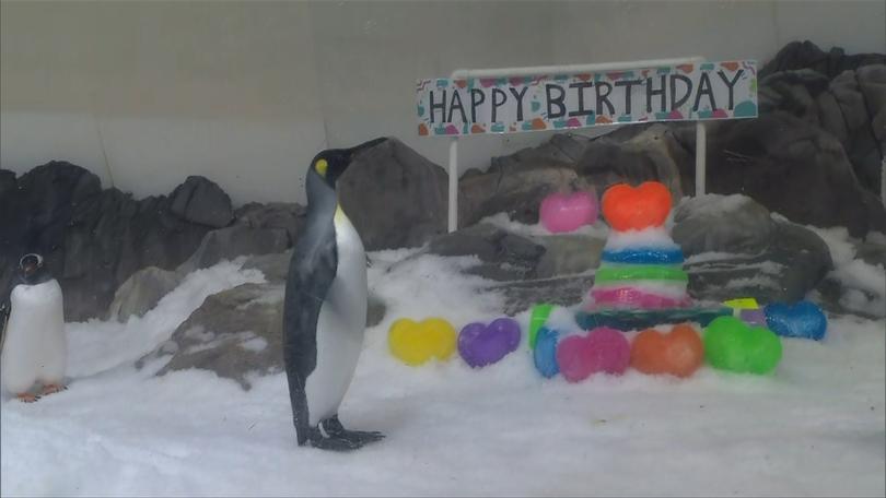 Melbourne Aquarium threw a special birthday party for the famous penguin.