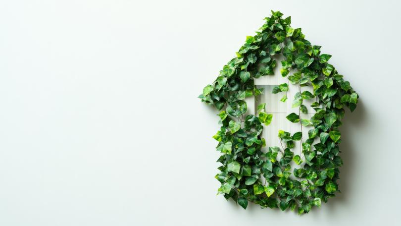 Green ivy covering small house shape on white background. Your Name