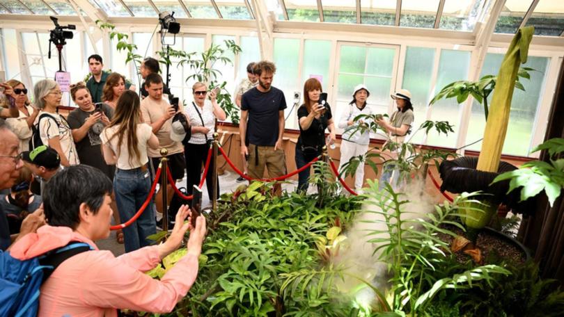 'Putricia' the corpse flower drew big crowds to Sydney's Royal Botanic Gardens.