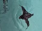 A bat has swum in a resort lap pool before being rescued.