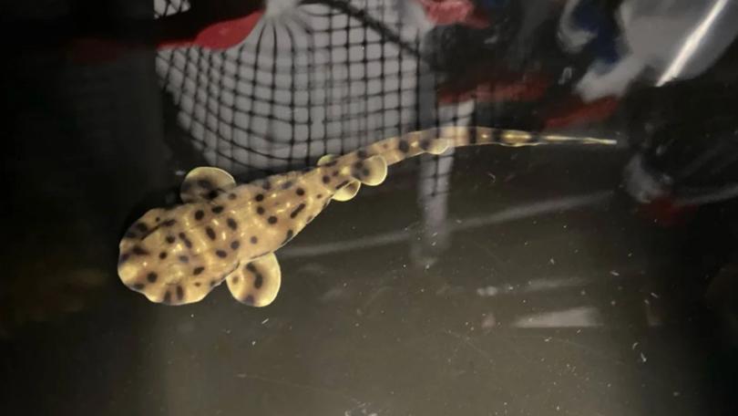 The arrival of a baby swell shark at an aquarium in Louisiana has caused a wave of excitement.