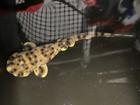 The arrival of a baby swell shark at an aquarium in Louisiana has caused a wave of excitement.