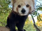 Mishry was described by her keepers as a sweet, gentle soul with a sweet tooth.