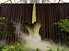 The corpse flower dubbed 'Putricia' bloomed in all its stinky glory in Sydney in January. (Steven Saphore/AAP PHOTOS)