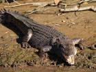 Human remains have been found inside a crocodile captured and killed after a man went missing. (Lloyd Jones/AAP PHOTOS)