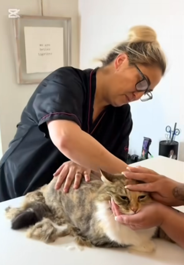 Rosanna is pictured tending to a cat at her pet salon business, The Groomery