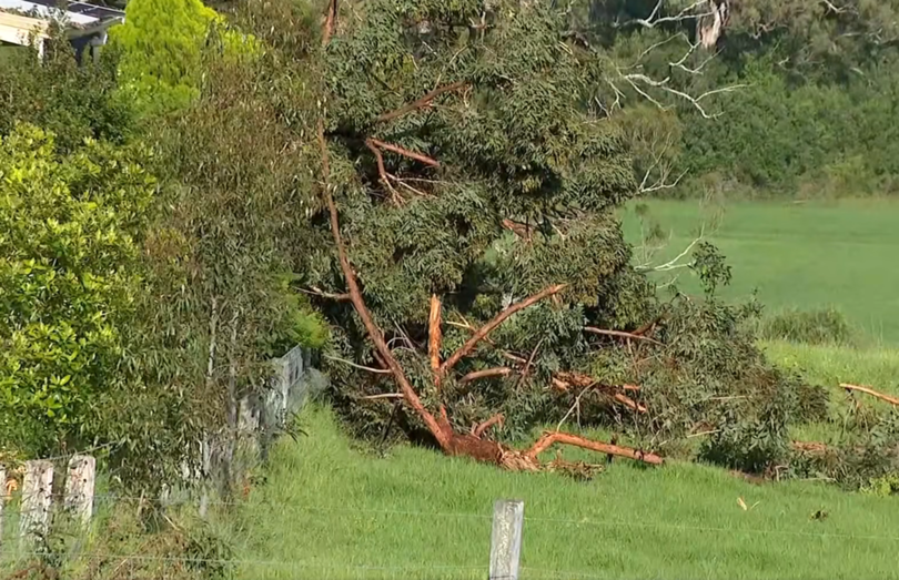 A massive broken branch could be seen in the front yard of the home on Sunday morning 