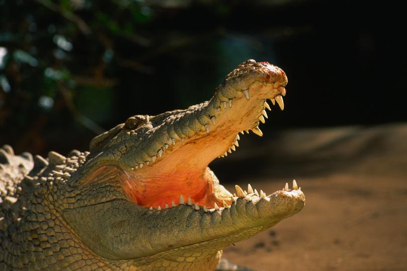 Crocodile in North Queensland - stock photo