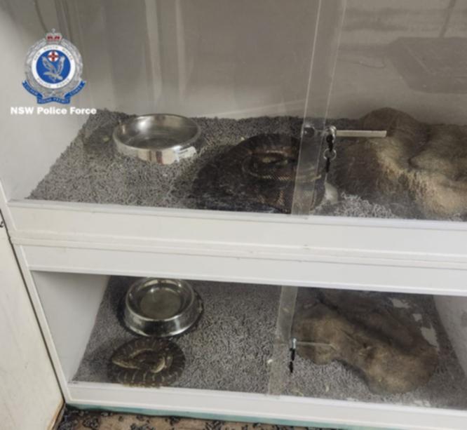 Police located and seized more than 100 snakes at the two properties.