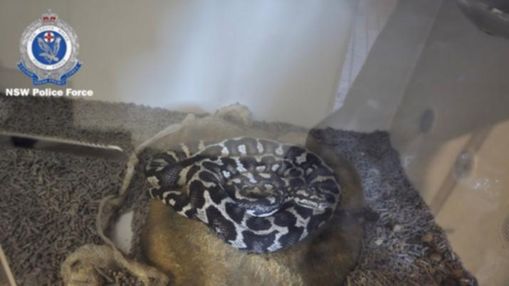 Police located and seized more than 100 snakes at the two properties, including a Burmese python. 