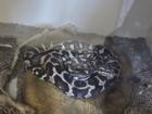 Police located and seized more than 100 snakes at the two properties, including a Burmese python. 