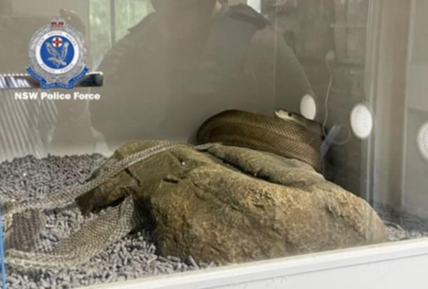 Police located and seized more than 100 snakes at the two properties.