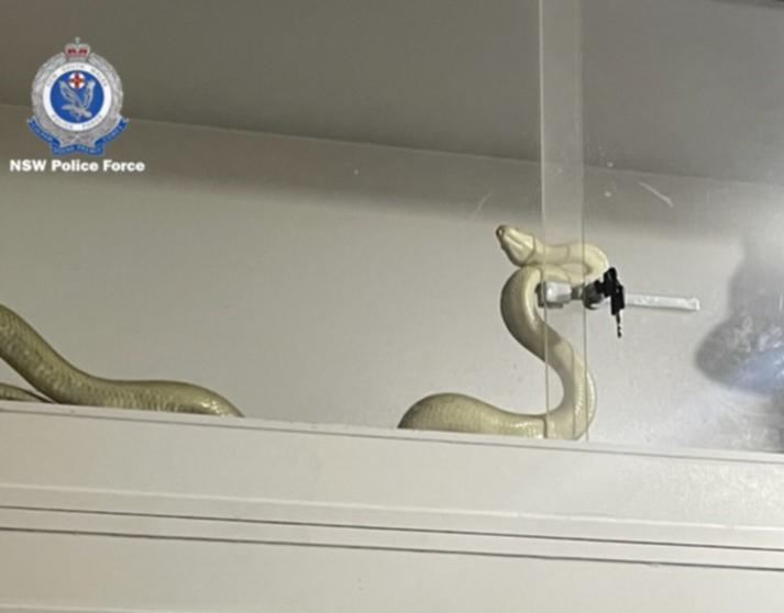 Police located and seized more than 100 snakes at the two properties.