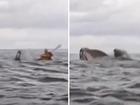 A humpback whale has swallowed a kayaker in extraordinary scenes.