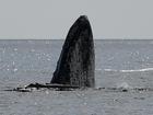 A humpback whale swallowed a kayaker off the Chilean coast before quickly releasing him unharmed.