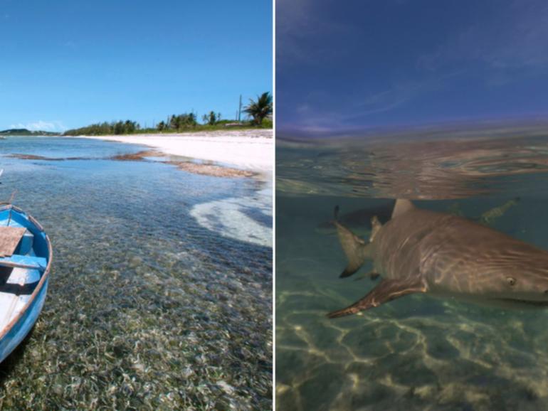 A woman in her 50s had both hands bitten off by a shark in the shallow waters of at a Blue Hills beach on Providenciales, on the Turks and Caicos Islands, on February 7.