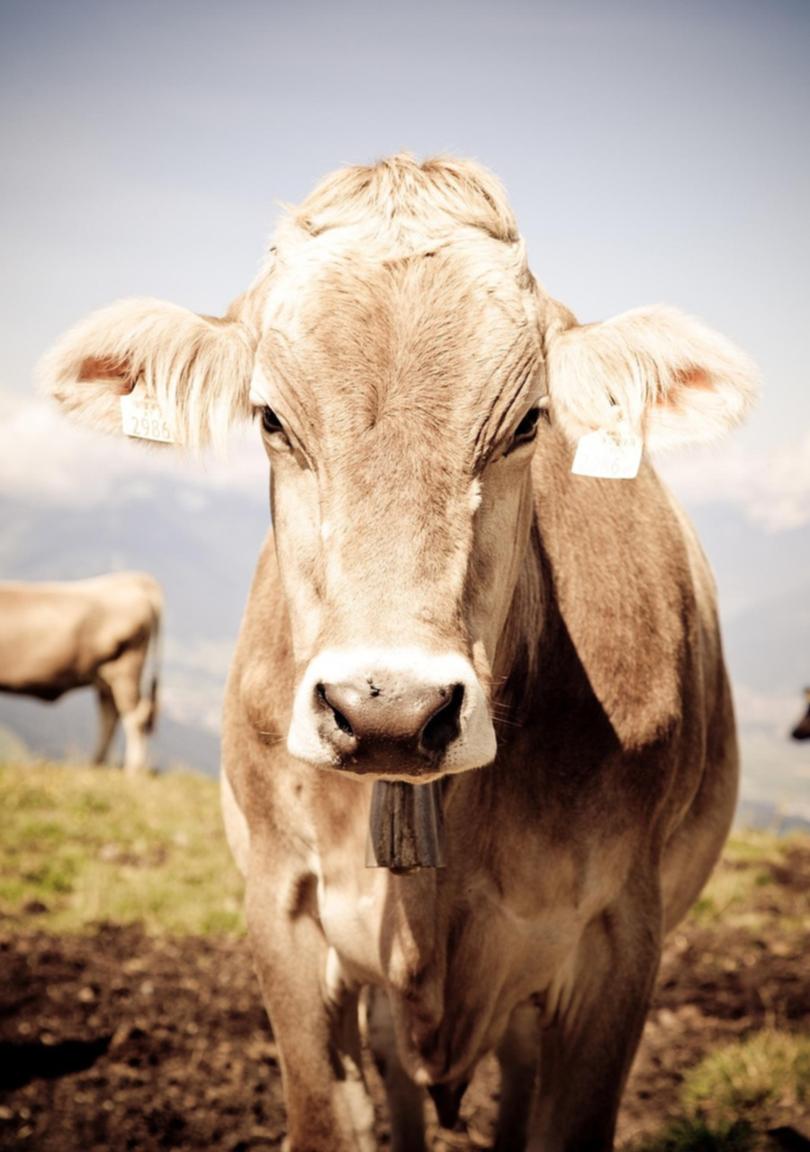 Bezos is backing a vaccine to reduce the amount of methane cows produce.