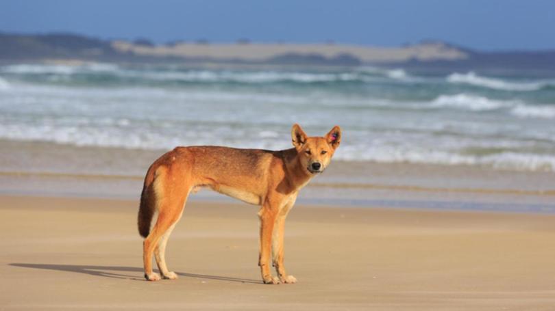 A dingo has bitten a boy playing in shallow water at a popular tourist spot. 