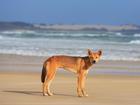 A dingo has bitten a boy playing in shallow water at a popular tourist spot. 