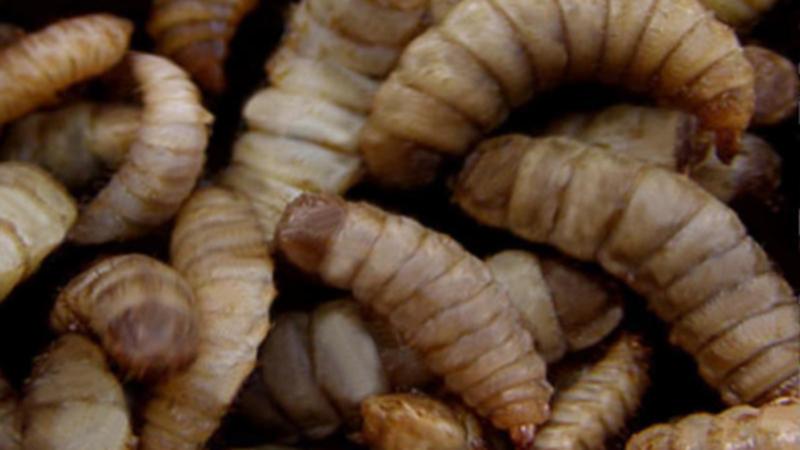 Larvae of the black soldier fly.