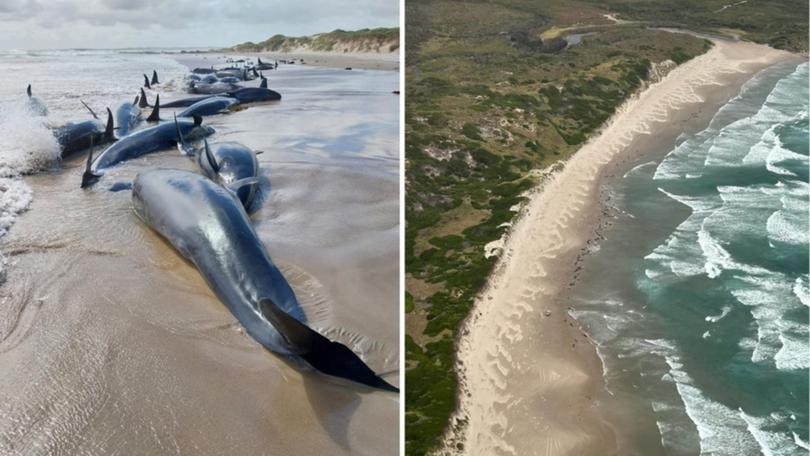 More than 150 suspected false killer whales are stranded on a remote Tasmanian beach. (HANDOUT/DEPARTMENT OF NATURAL RESOURCES AND ENVIRONMENT TASMANIA)