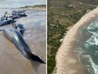 More than 150 suspected false killer whales are stranded on a remote Tasmanian beach. (HANDOUT/DEPARTMENT OF NATURAL RESOURCES AND ENVIRONMENT TASMANIA)