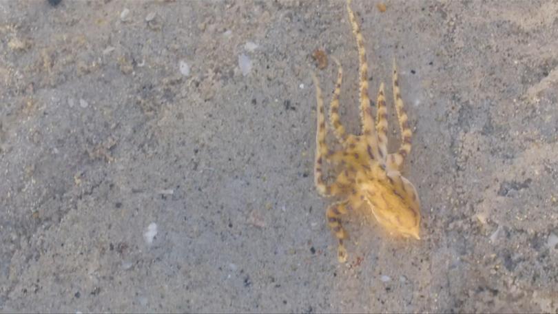 The blue-ringed octopus is one of Australia’s most venomous creatures and there is no anti-venom treatment for its bite.