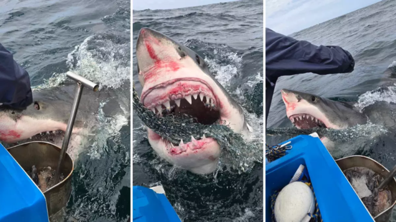 A separate group of seasoned fishermen (pictured) had a close encounter with three sharks in the area in a single day earlier this month.