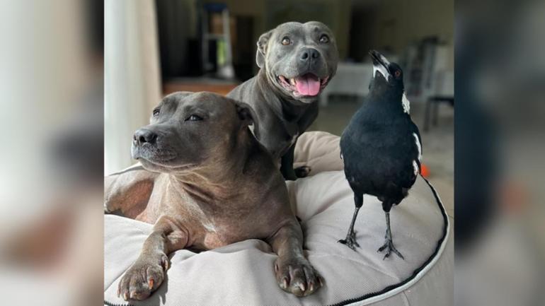 Molly the magpie with Staffordshire terriers Peggy and Ruby at their home on the Gold Coast. (HANDOUT/JULIETTE WELLS AND REECE MORTENSEN)