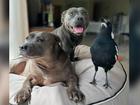 Molly the magpie with Staffordshire terriers Peggy and Ruby at their home on the Gold Coast. (HANDOUT/JULIETTE WELLS AND REECE MORTENSEN)