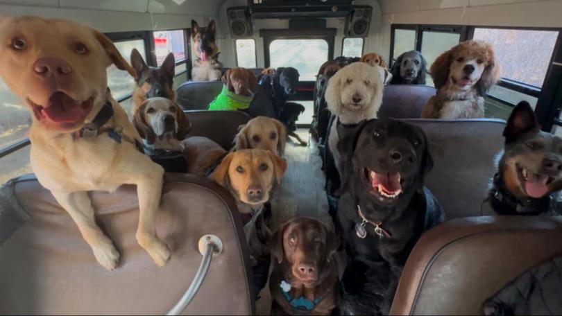 Pups aboard K9 Konvoy's dog bus in Oconto, Wisconsin.