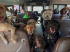 Pups aboard K9 Konvoy's dog bus in Oconto, Wisconsin.