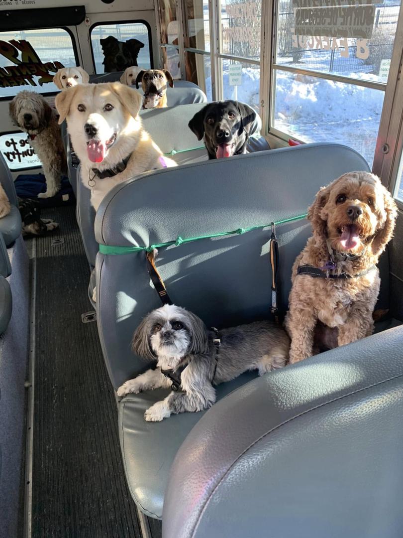 Passengers on Escape to the Country's dog bus. 