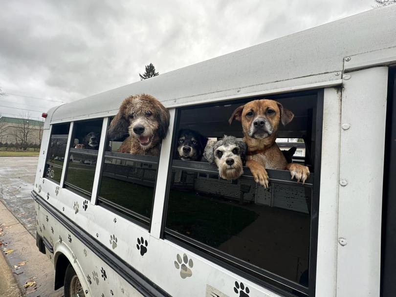 Dogs poke their heads out the windows of K9 Konvoy's dog bus. 