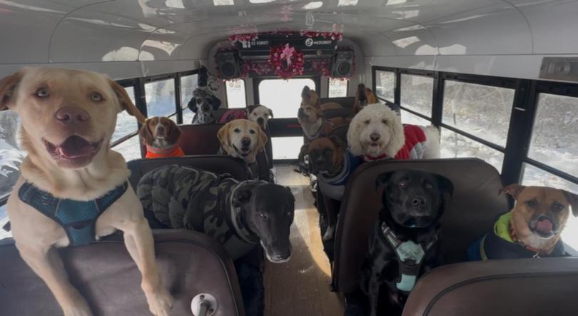 The K9 Konvoy bus had Valentine's Day decorations. 