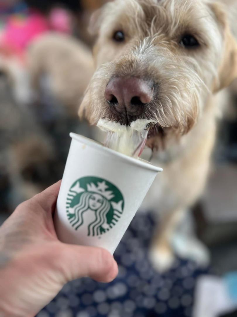 Lucy enjoying her Starbucks puppuccino. 