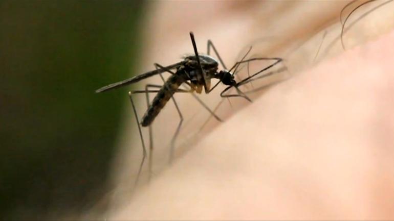 Ross River virus (RRV) has been found in mosquitoes collected from the Swan River in Crawley.